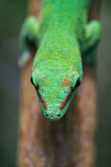 Emerald Gecko Resting on Jungle Branch