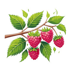 Branch of ripe raspberries color vector illustration. Image of summer red berry with leaves on isolated background. For packaging design and print for clothes