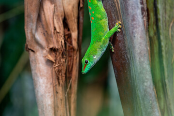 Emerald Gecko Resting on Jungle Branch