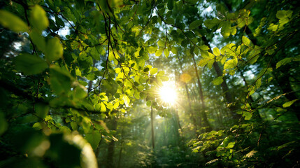 Fototapeta premium Warm golden sunlight streaming through dense forest canopy, creating magical rays in the air.