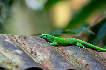 Emerald Gecko Resting on Jungle Branch