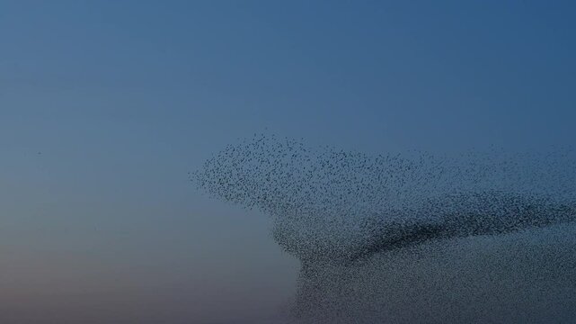 Starling bird murmuration in the sky during sunset at the end of a winter day. Huge groups of starlings flying (Sturnidae) in the sky moving in shape-shifting clouds before the night. Sparrow hawks bi