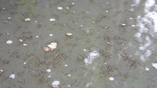 lots of mosquito larvae on the water surface