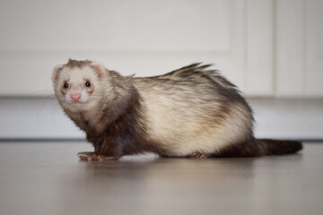 Sable ferret living in city apartment and run around