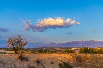 Obraz premium Lonely tree overlooking olive groves and mountains in Andalucia, Spain