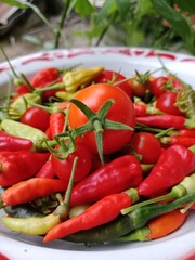 red hot chili peppers