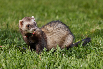 Ferret enjoying walking and exploring spring grass in park