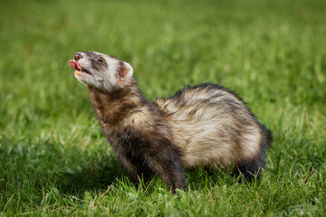 Ferret enjoying walking and exploring spring grass in park