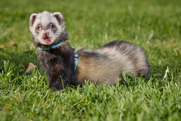 Ferret enjoying walking and exploring spring grass in park