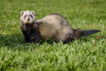 Ferret enjoying walking and exploring spring grass in park