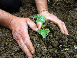          Human hands planting watermelon sprouts in a field.                      
