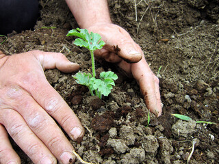 Human hands planting watermelon sprouts in a field.