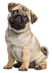 Obraz premium Cute pug puppy