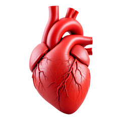 A realistic red anatomical heart with veins and arteries isolated against a black background isolated with white background