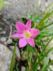 pink rain lily flower