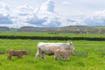 Naklejka premium Charolais cow walking in green field with two calves in Saussey, France