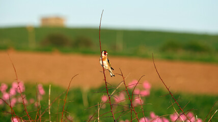Goldfinch perched in Spring sunshine