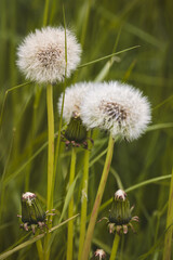 Field plants on a sunny day in June. Blurred background. Close-up of a plant.