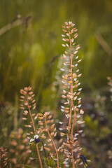 Field plants on a sunny day in June. Blurred background. Close-up of a plant.