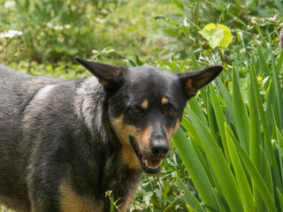 Black and Tan Dog Gazing Through Greenery