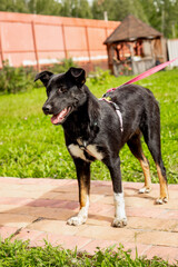 Black dog without breed on a leash in summer close up