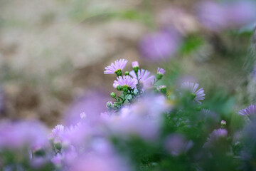 Little purple Aster flowers growing in the garden. Selective focus.