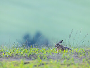 European hare resting in the green field during spring season