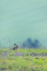 European hare hiding in the grass of a green field