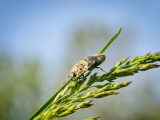 Mottled dingy-brown click beetle (Agrypnus murinus). About 15 millimeters long beetle. Close up.