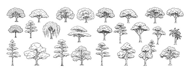 Vector outlines of types of trees set