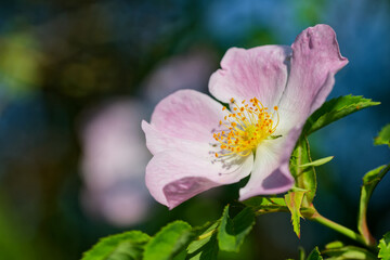 Blühende Hundsrose im Frühling