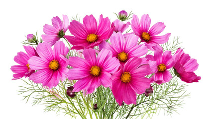 Big beautiful bouquet with pink flowers of the cosmea (Cosmos bipinnatus, Mexican aster, gar png 
