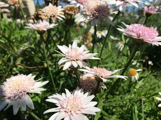 Macro Photo  of the Argyranthemum frutescens blossom. Vancouver close-Up. Marguerite Daisy in Bloom.  Ornamental Garden Daisy. Beautiful pink flower isolated for background.