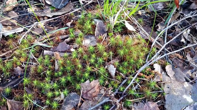 Macro View of Polytrichum Moss with Fallen Leaves in Forest