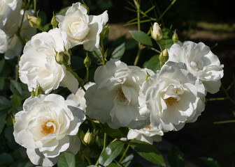 Bush of white rose flower close up