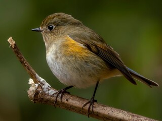 森の中で周りを見渡しているルリビタキの繊細で美しい羽毛の様子のクローズアップ