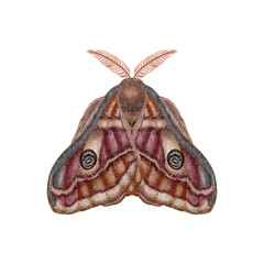 Emperor Moth. Wings Folded. Inspired by old-fashioned nature history illustrations. Watercolor for wallpaper, banner, textile, postcard or wrapping paper