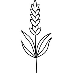 Wheat Stalk Line Art, Agriculture Harvest Graphic