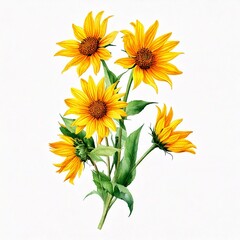 Fototapeta premium Bouquet with yellow wild sunflower flowers (Helianthus tuberosus, sunroot, sunchoke, Jerusal.jpg