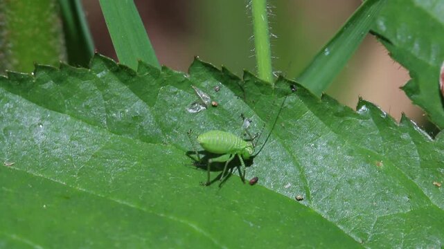A Bush-Cricket nymph well camouflaged on a leaf. Spring. UK
