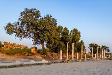 Ruins of Roman colonnaded street with cobblestones, ancient wall, and a lone tree in warm sunset...