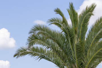 Green palm tree leaves waving in the wind against blue sky