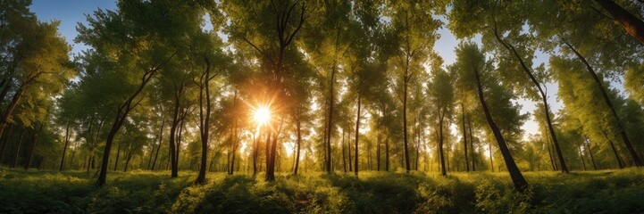 Sunset in the Woods Serene Forest Scene with Golden Light