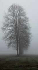 Misty Morning: A Row of Leafless Trees in a Foggy Field