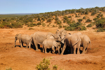 Fototapeta premium group of elephants near a water hole in Addo national park