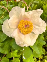 Obraz premium Blooming white paeonia mlokosewitschii in the spring garden.peony garden.Flower background