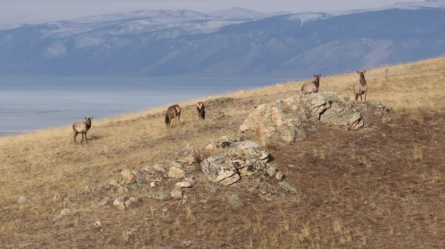 Aerial view of herd of deer grazes on a mountainside, lake Baikal in Siberia