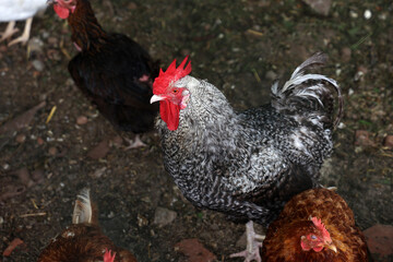 Rooster with hens in a farmyard