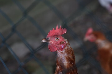 Rooster with hens in a farmyard