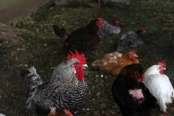 Rooster with hens in a farmyard